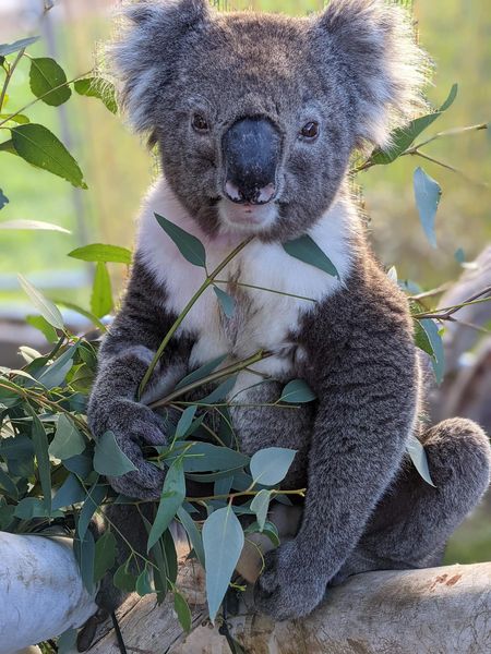 1300KOALAZ tweet media