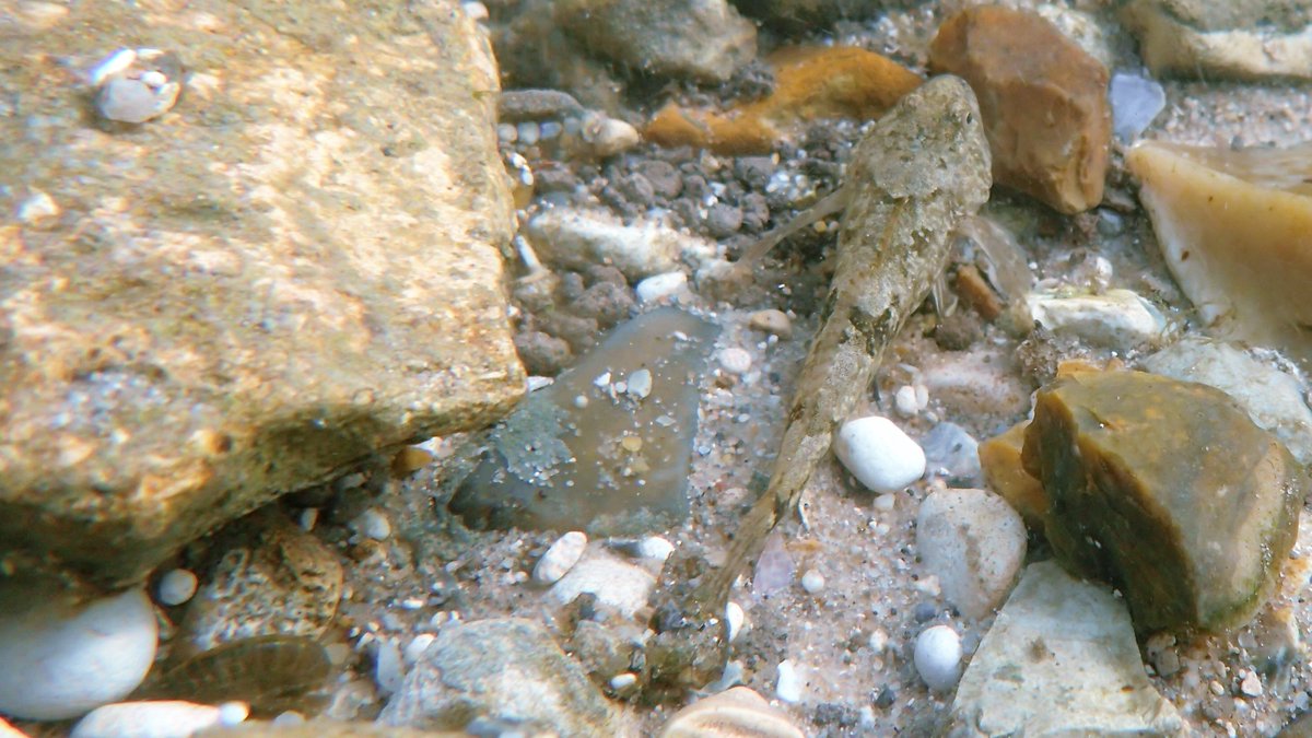 And if you can't see the Bullhead guarding the watches like a dragon in 1/4 above, here's pics of one - gorgeous fish! Sadly there was also a dead one. Why?  #bullhead  #millersthumb  #freshwaterfish  #freshwaterfishes  #Chalkstreams  #Chalkstream  #Freckenham  #WestSuffolk  #fens 3/4