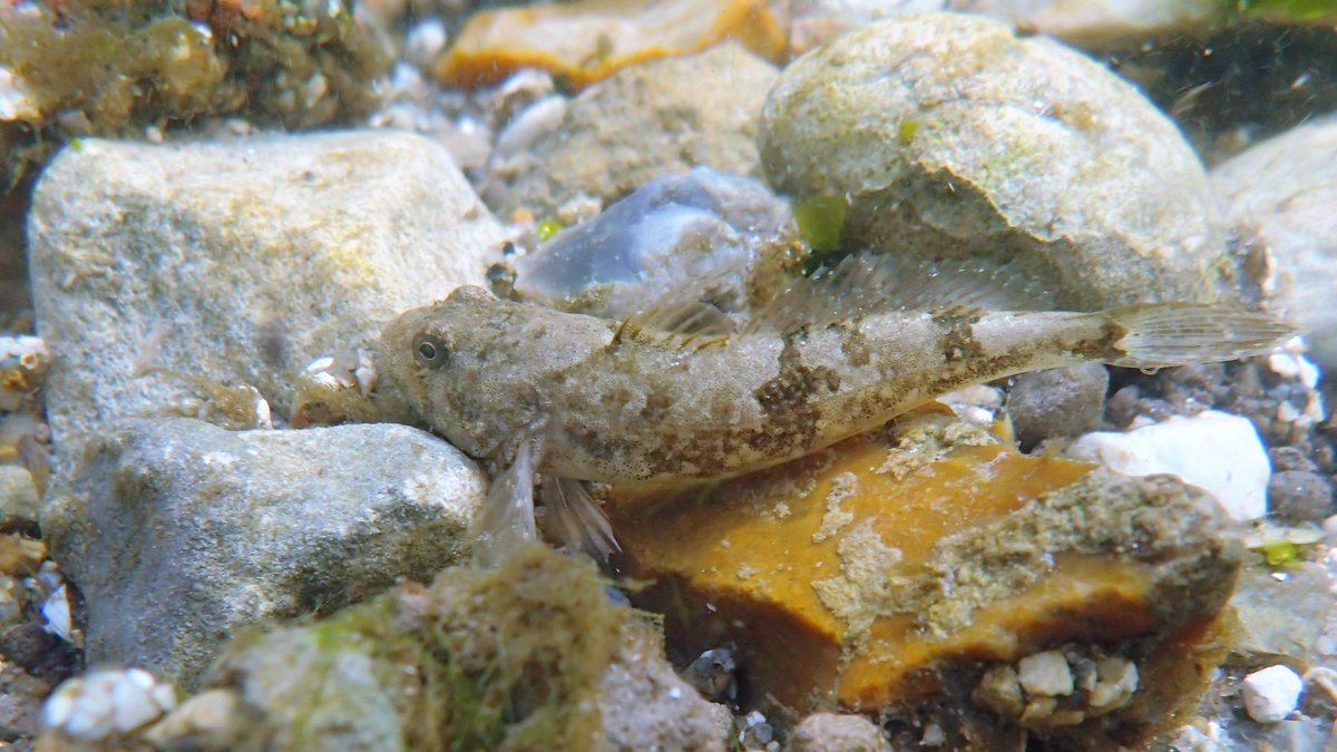 And if you can't see the Bullhead guarding the watches like a dragon in 1/4 above, here's pics of one - gorgeous fish! Sadly there was also a dead one. Why?  #bullhead  #millersthumb  #freshwaterfish  #freshwaterfishes  #Chalkstreams  #Chalkstream  #Freckenham  #WestSuffolk  #fens 3/4