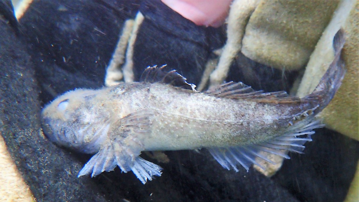 And if you can't see the Bullhead guarding the watches like a dragon in 1/4 above, here's pics of one - gorgeous fish! Sadly there was also a dead one. Why?  #bullhead  #millersthumb  #freshwaterfish  #freshwaterfishes  #Chalkstreams  #Chalkstream  #Freckenham  #WestSuffolk  #fens 3/4