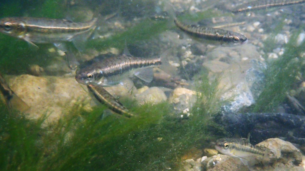 In the Kennett-Lee Brook downstream of Freckenham plenty of splendid minnows and several species of Caddis Fly larvae.  #freshwaterfish  #freshwaterfishes  #Chalkstreams  #Chalkstream  #Freckenham  #WestSuffolk  #Isleham  #Cambridgeshire  #fens4/4