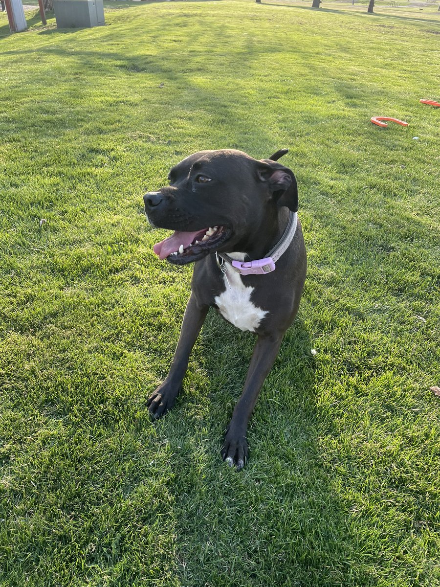 xAmandaLeigh's tweet photo. @BuschBeer My name is Matilda aka Tilly I’m a sweet young lady. I have a lot of friends here at the RV park where I live...we play hard and after a long day of playing I find myself wanting to relax with a tall Busch dog beer with my humans 🍻 https://t.co/FKxo1cgWY7