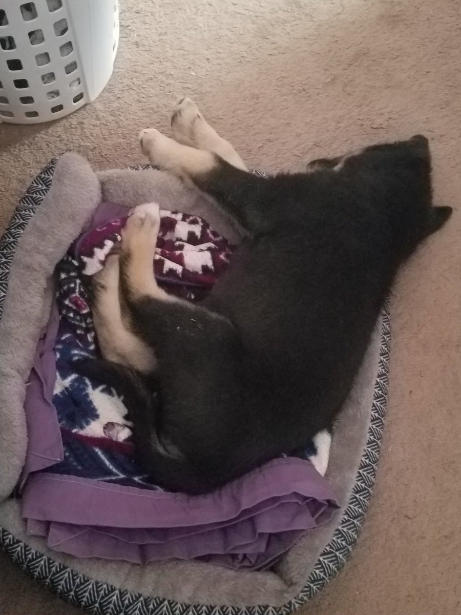 SionSweet77's tweet photo. #NotMyBed #NotMyProblem
Nox, you're gonna stress D out, crashing in his bed! https://t.co/BdaDrYeI2T