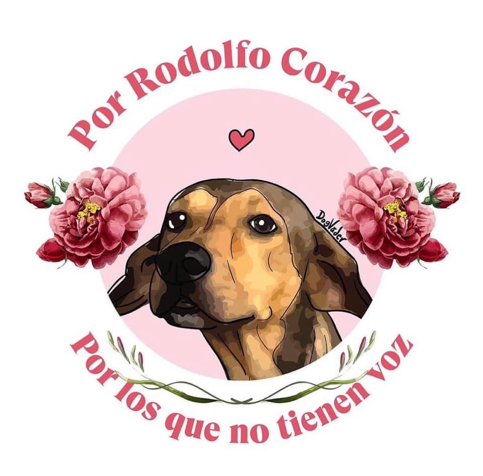 BerniceServin's tweet photo. Rodolfito, sin saberlo dejaste una huella inmensa en este mundo...vuela alto que acá abajo hay muchas voces gritando justicia y tu nombre va ser recordado por siempre.
#justiciapararodolfocorazon 
#JusticiaPorRodolfo https://t.co/QoddHKHLCv