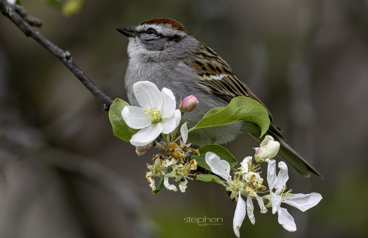 Blossoming Sparrow

#wildlife #wildlifephotography #nature #naturephotography #inspiredbynature #prettybird #birdlovers #birdwatchers #birdphotography #birding #birdingohio #chippingsparrow #crabappleblossoms #CLEinPhotos #teamCanon #canonbirds #swdfphotography