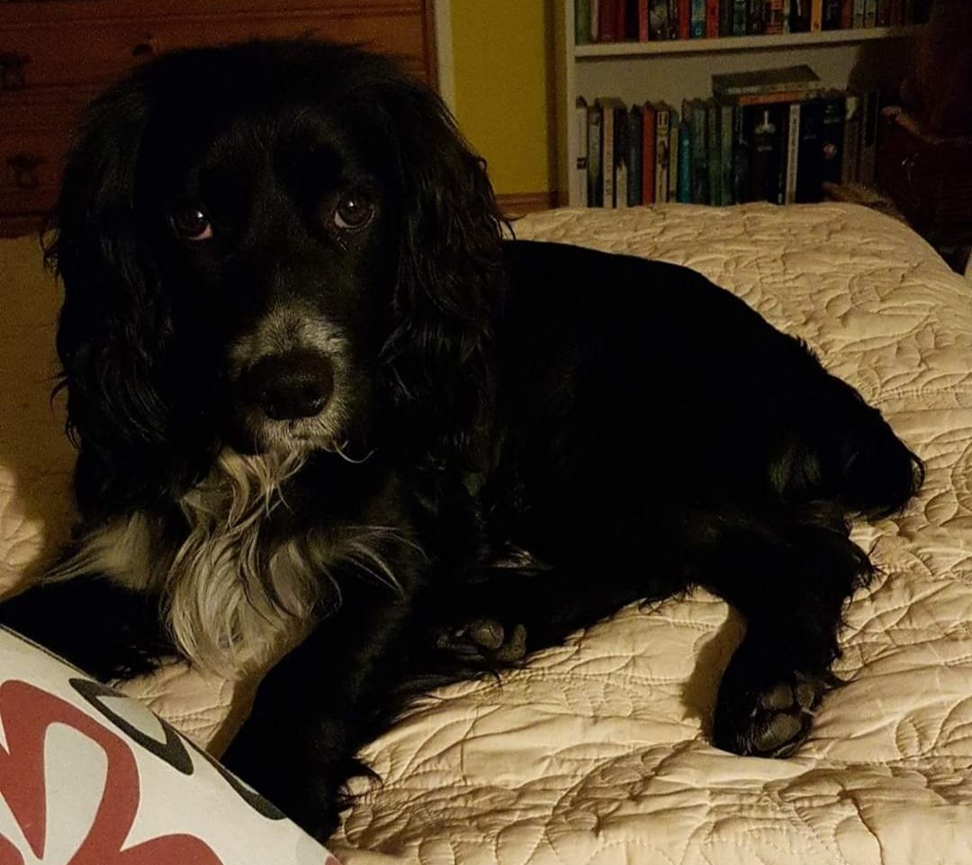 My #dogs don't get to come upstairs and sleep on the bed unless...
1. They sneak up because I left the stair gate open 🙈
2. I'm shattered and can't face taking them back down stairs 😴
3. They look like this..... 😍

#dogsoftwitter