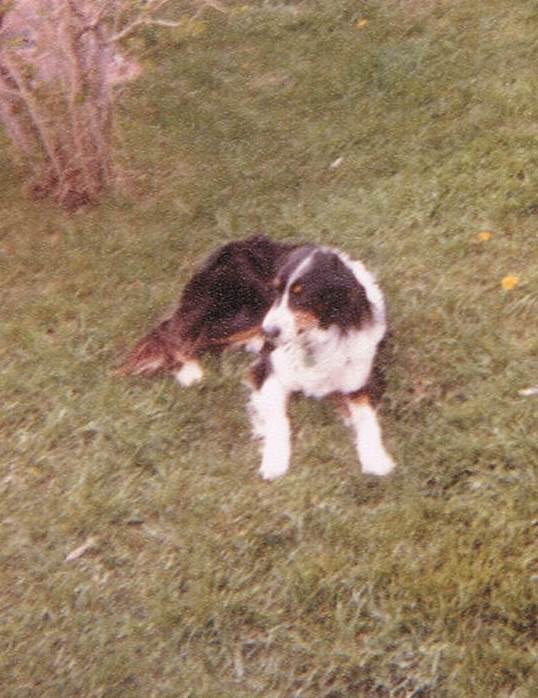 DougRussell's tweet photo. #RunMaggieRun 😢 🐶
Gets me in the throat every time. @ChrisStapleton wrote a perfect song about my perfect dog. Beautiful accompaniment by @mirandalambert #ACM @ACMawards https://t.co/7v33ucrZ7e