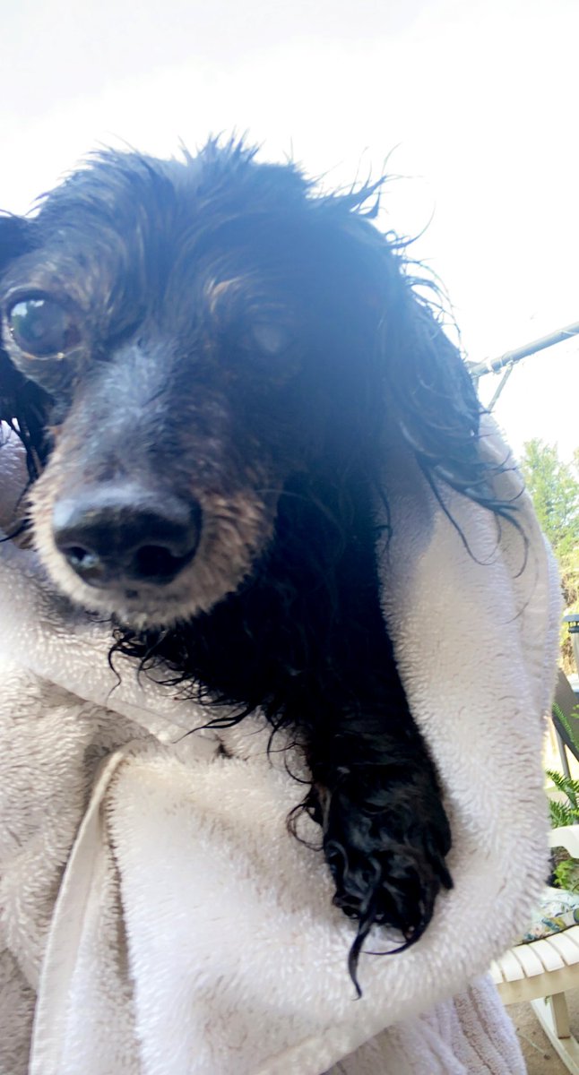 Parkerlawyer's tweet image. Mean. Ornery. Soaking wet from her swim. Adorable.❤️