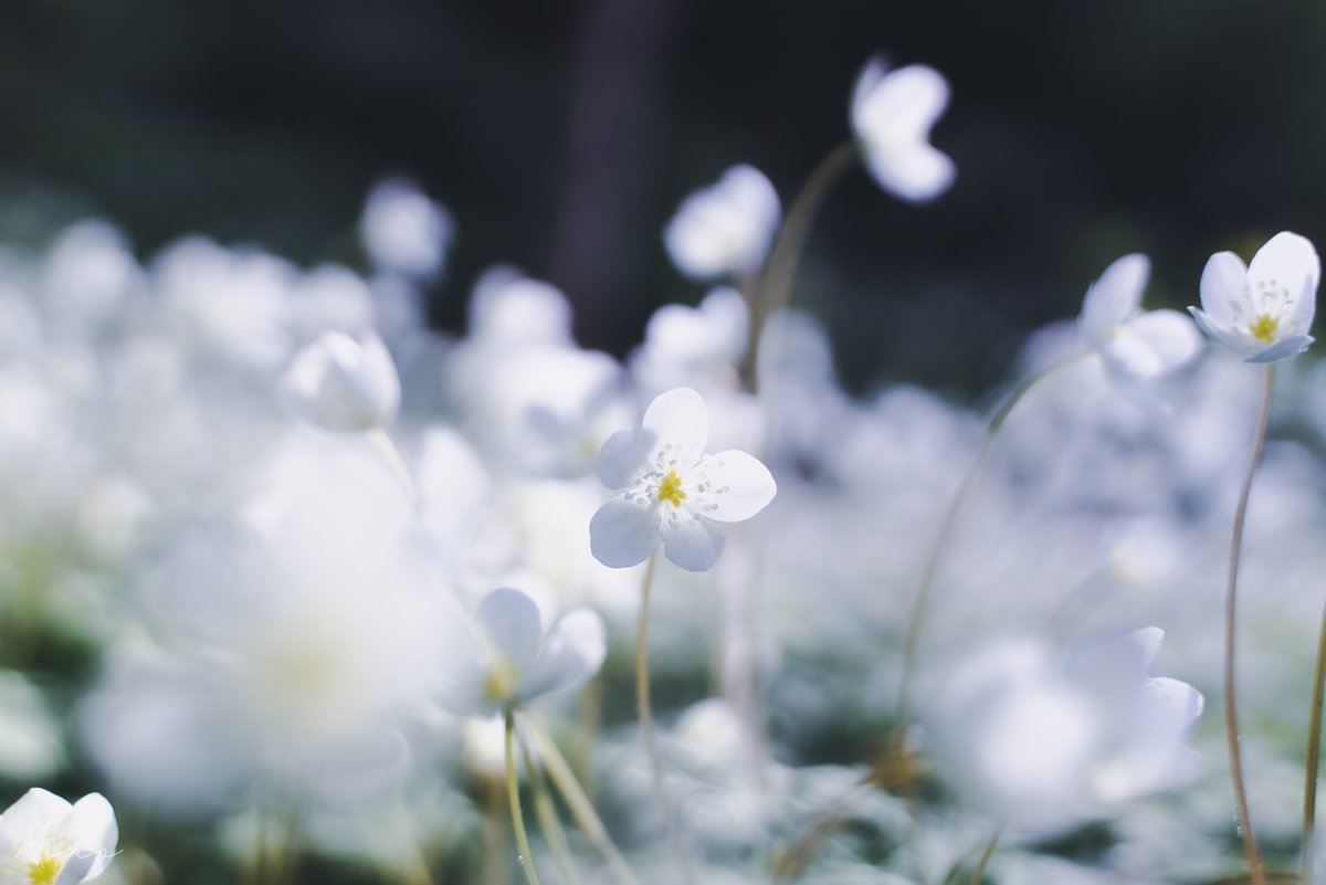 windflower613's tweet photo. 森の底にきらめく https://t.co/CA9eM4hLL9