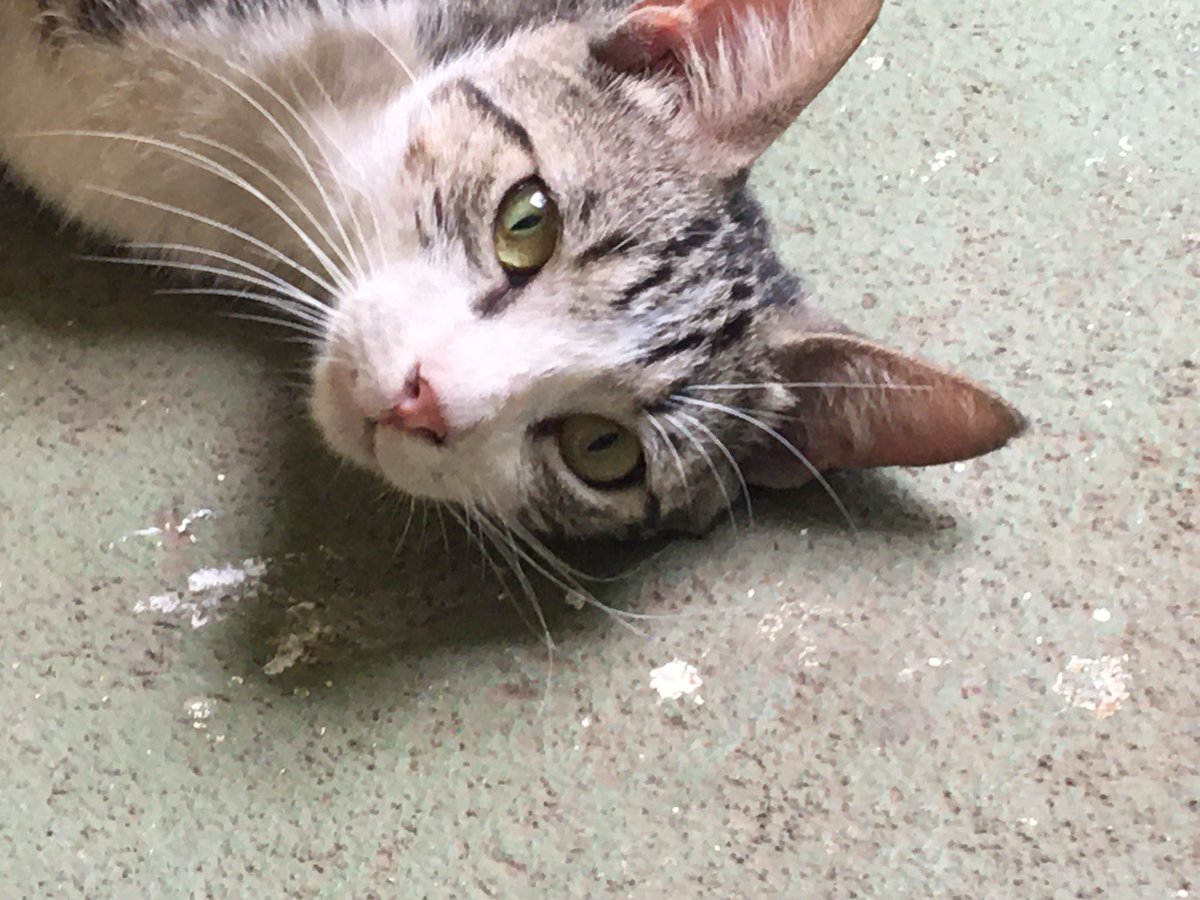 GarritasF's tweet photo. Estas bellezas están en adopción 🥰 para mayor información pueden escribirle a @RonknPasas 🌝 https://t.co/44g7OWmsHp