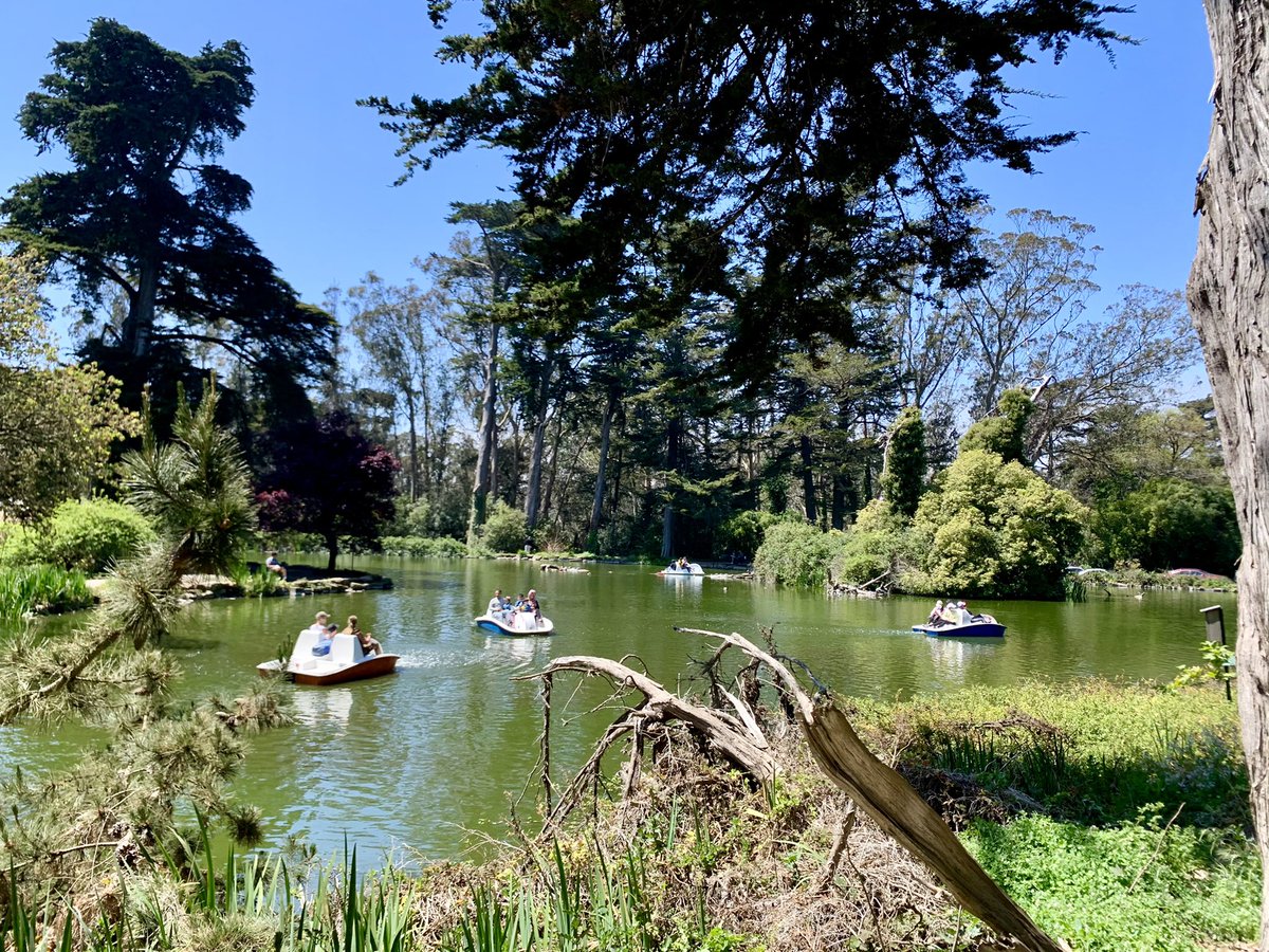 joelriddell's tweet photo. Turtles regally ignore the gossiping waterfowl as boaters drift past a #family enjoying the pavilion- at Stow Lake #happy #Sunday #Grateful in #GoldenGatePark #RecParkSF #SFParksAlliance #lola #dogsoftwitter https://t.co/8A3UmcuJtU