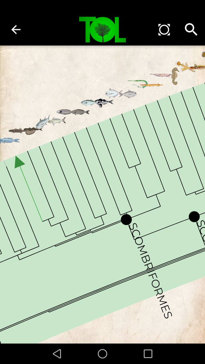 Tree Of Life App tweet media