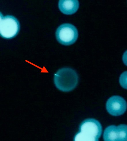 markowenmartin's tweet photo. Here is a #MicrobialHaiku
/Glowing colony/
/But all cells are not the same/
/Yet derive from one/
#NationalHaikuDay #NationalPoetryMonth #MicrobialHaiku #Microbiology https://t.co/BFFb3ElTlC