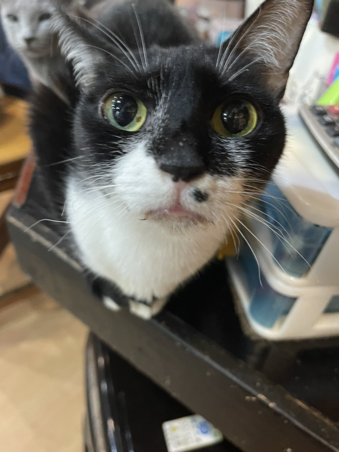 猫カフェ Shana シャナ Catcafe Shana Twitter
