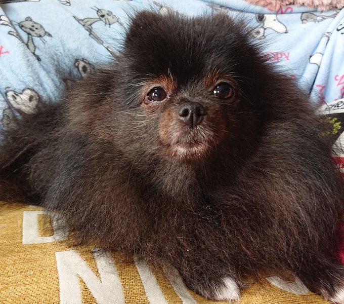 ポメ 高画質 のtwitterイラスト検索結果 古い順