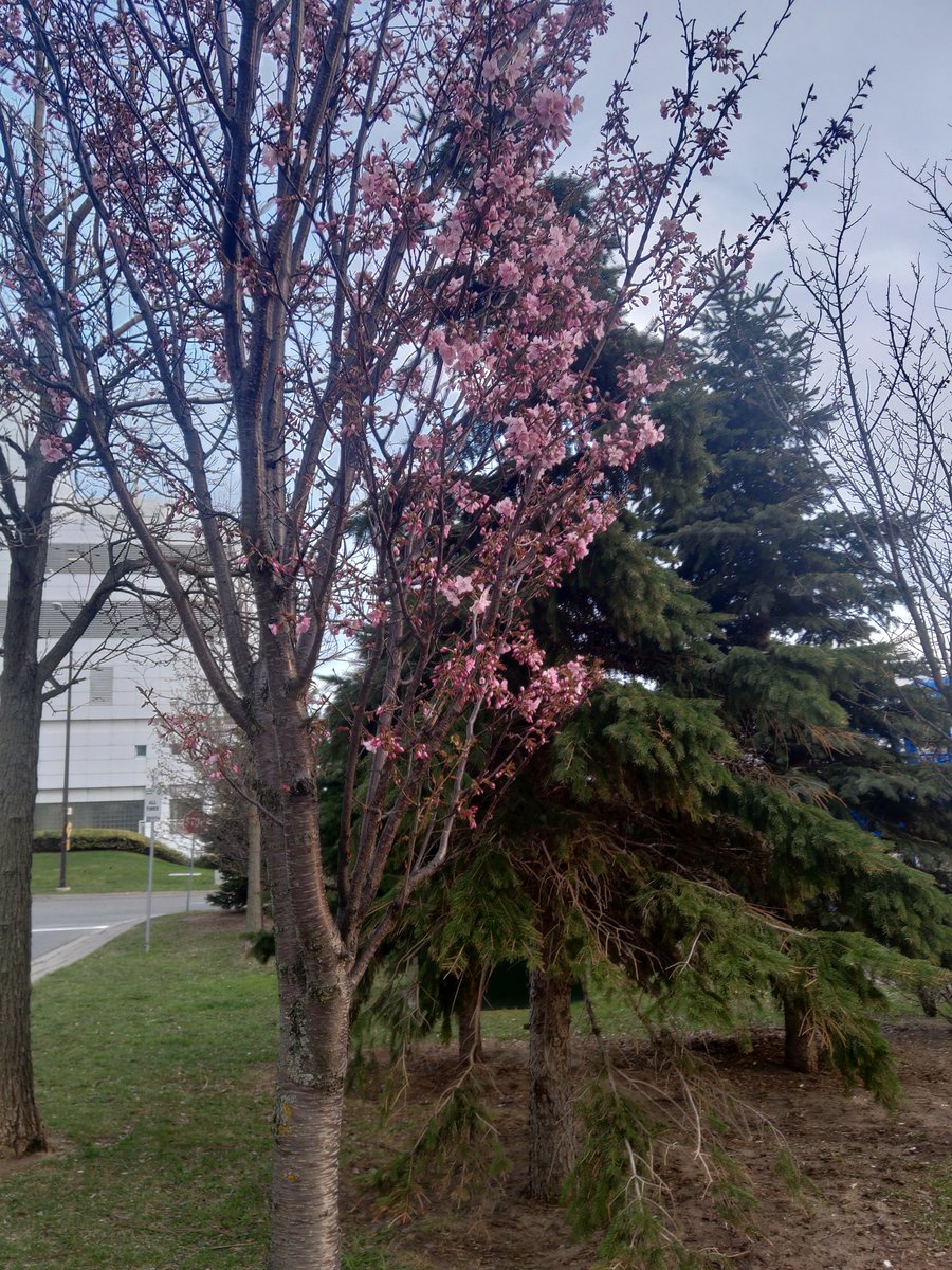 More blooms