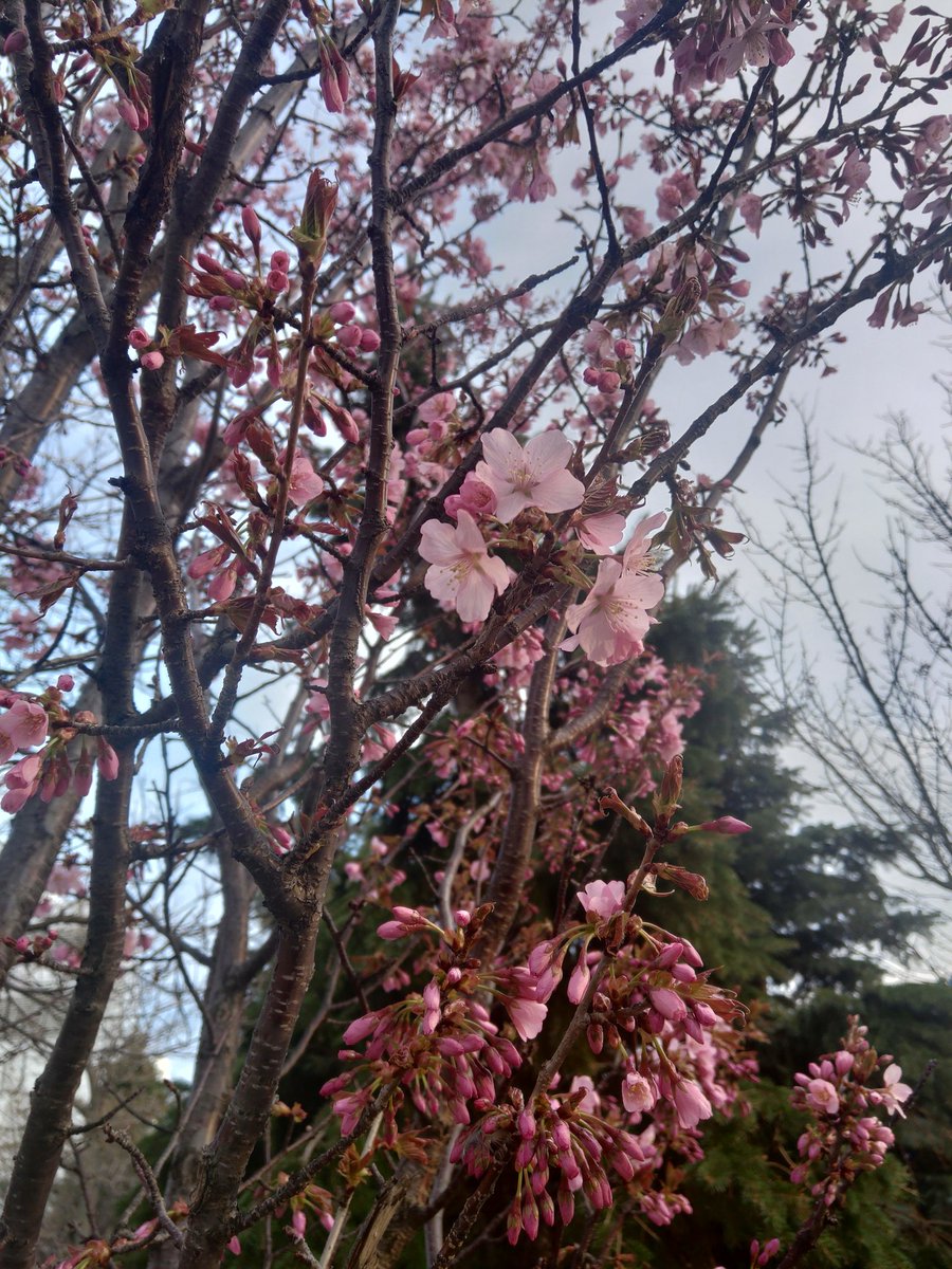 More blooms