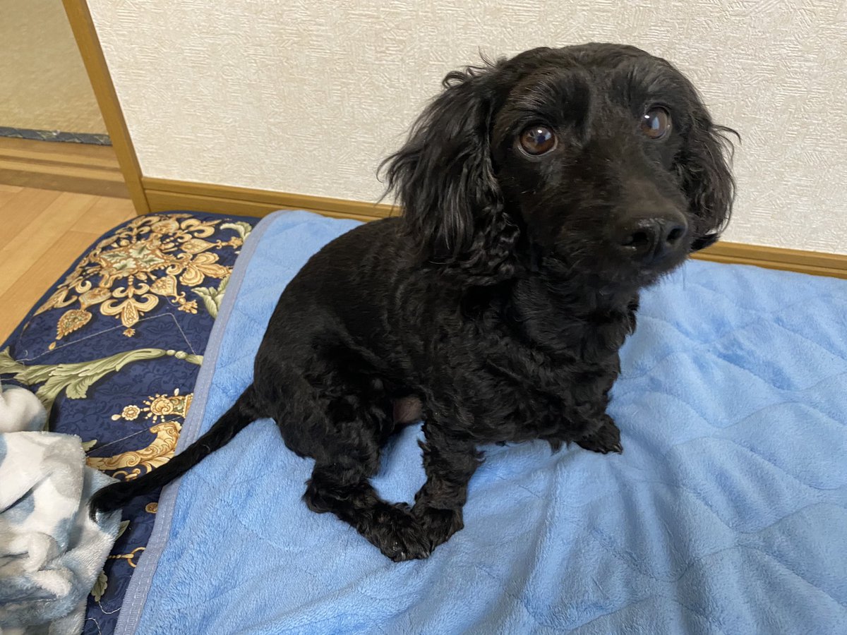 レオ ダップー 自分探しチャンネル 見つめてくるイッヌ 犬好きさんと繋がりたい 犬のいる暮らし 犬のいる生活 ダップー レオ ミックス犬 見つめてくる