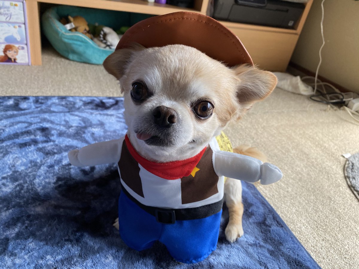 チワワ のテンくん さらてん ついにゲット ダイソーの服 チワワ ダイソー ペット服 サメちゃん カウボーイ