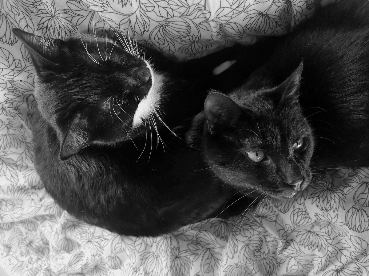 Edgar & Allan🌈 Poes plus Jacob Cat tweet media