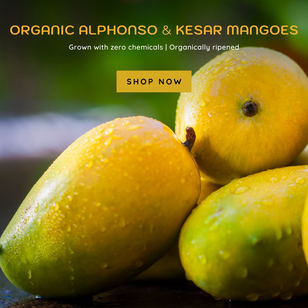 The best thing about summer is here! Get organic Alphonso & Kesar mangoes from Ratnagiri, delivered to your home!

#mangoes #ratnagirimangoes #alphonsomango #kesarmangoes #organicmangoes #chemicalfreemangoes