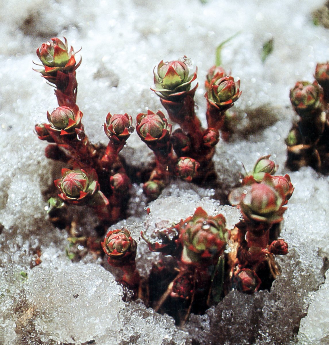 NATURAL SUPPLEMENTATIONIn addition to sunlight, you can also explore various nootropics & supplements to help mitigate the effects of negative emotions. Magnesium, rhodiola rosea (pictured), l-theanine and ashwagandha have had a great effect on quietening my anxious thoughts.