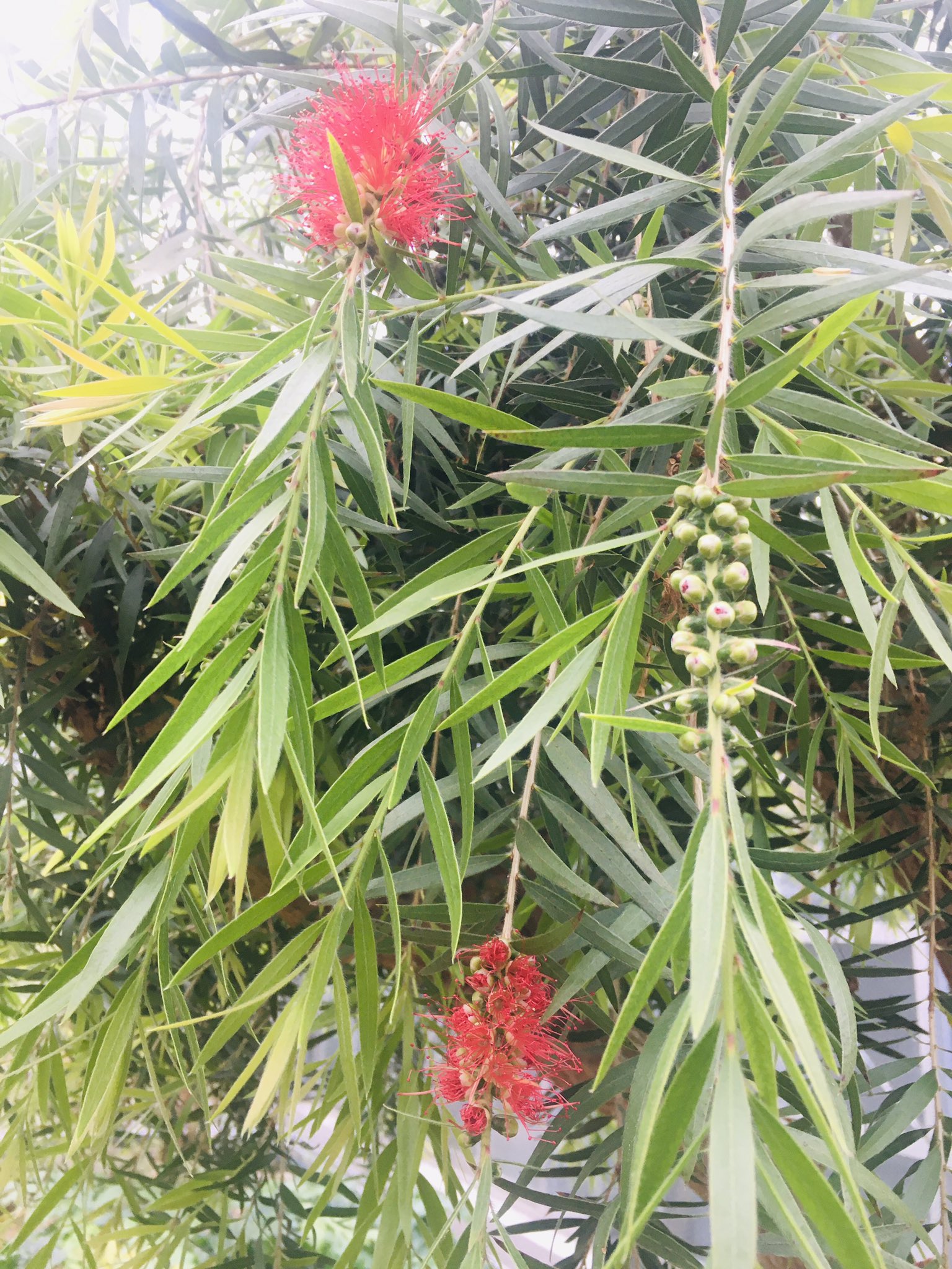 ナチュラルマルシェ ソヨソヨ アルバニーボトルブラシが花を咲かせました 冬季間は寒々しい色合いだった温室内が一気に色付き始めています 植栽やレイアウトの整備も進んでおり 昨年以上に植物たちが喜んでいるのを感じています 安曇野 池田町