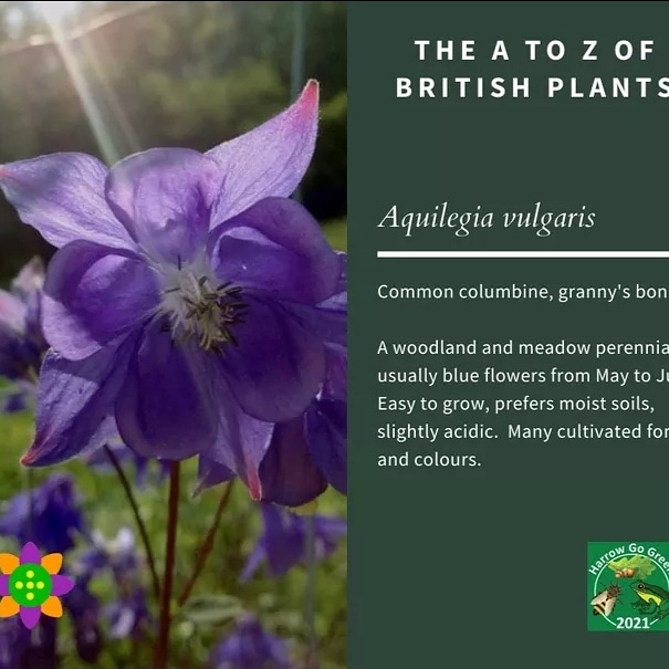 Friends of Whitefriars Open Space tweet media