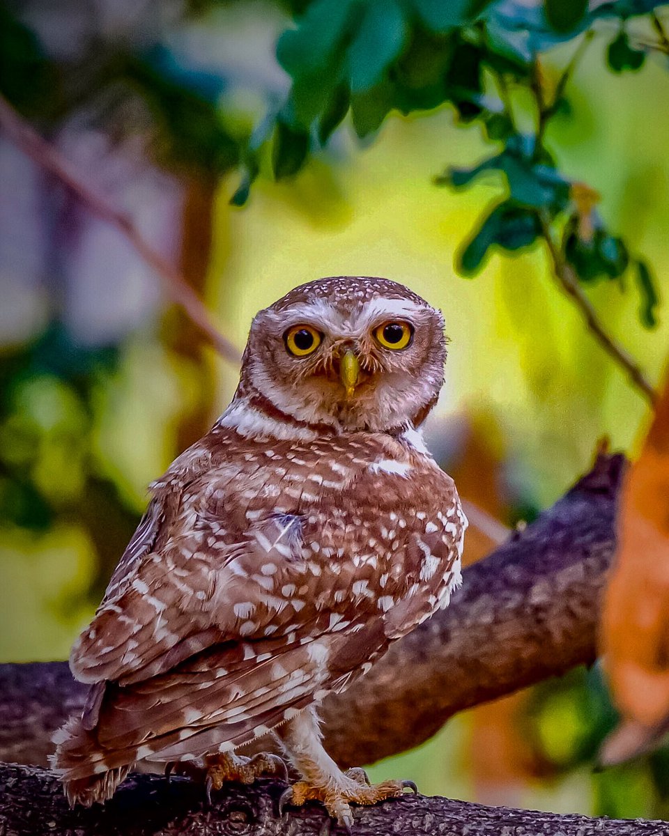 Spotted Owlet ©️Gaurav Yadav
********************************
#OwlsomeMonday #IndiAves #your_best_birds
#birds_captures
#birdphotographersofindia
#birds_private
#birds_adored
#natgeoindia
#earthcapture
#birds_illife
#birds_brilliance
@saevuswildlife
#kings_birds_