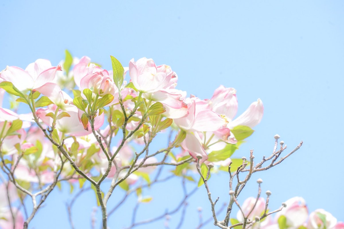 obtea1's tweet photo. ワタシの好きなもの：空と花
#photography #art 
#sonya7iii #カメラOL 
#キリトリセカイ 
#カメラのある生活 #写真 
#ファインダー越しの私の世界 
#写真撮ってる人と繋がりたい https://t.co/lGNm8jSoOn