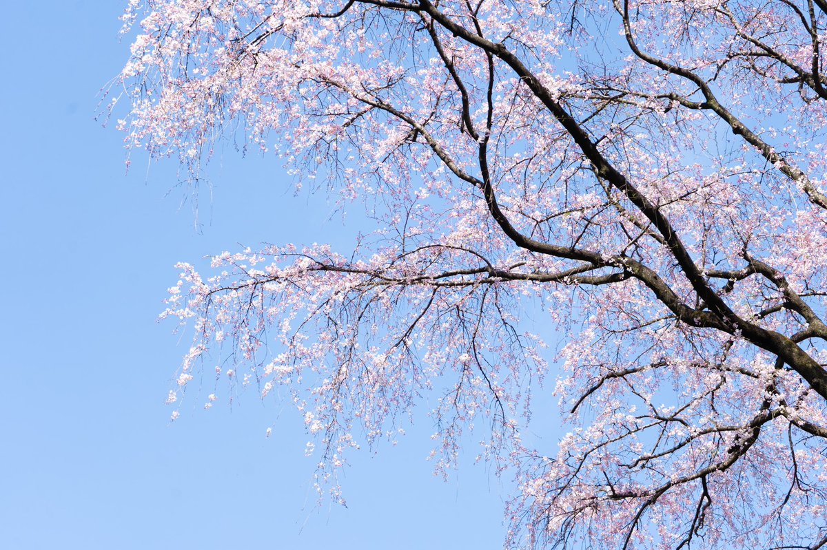 obtea1's tweet photo. ワタシの好きなもの：空と花
#photography #art 
#sonya7iii #カメラOL 
#キリトリセカイ 
#カメラのある生活 #写真 
#ファインダー越しの私の世界 
#写真撮ってる人と繋がりたい https://t.co/lGNm8jSoOn