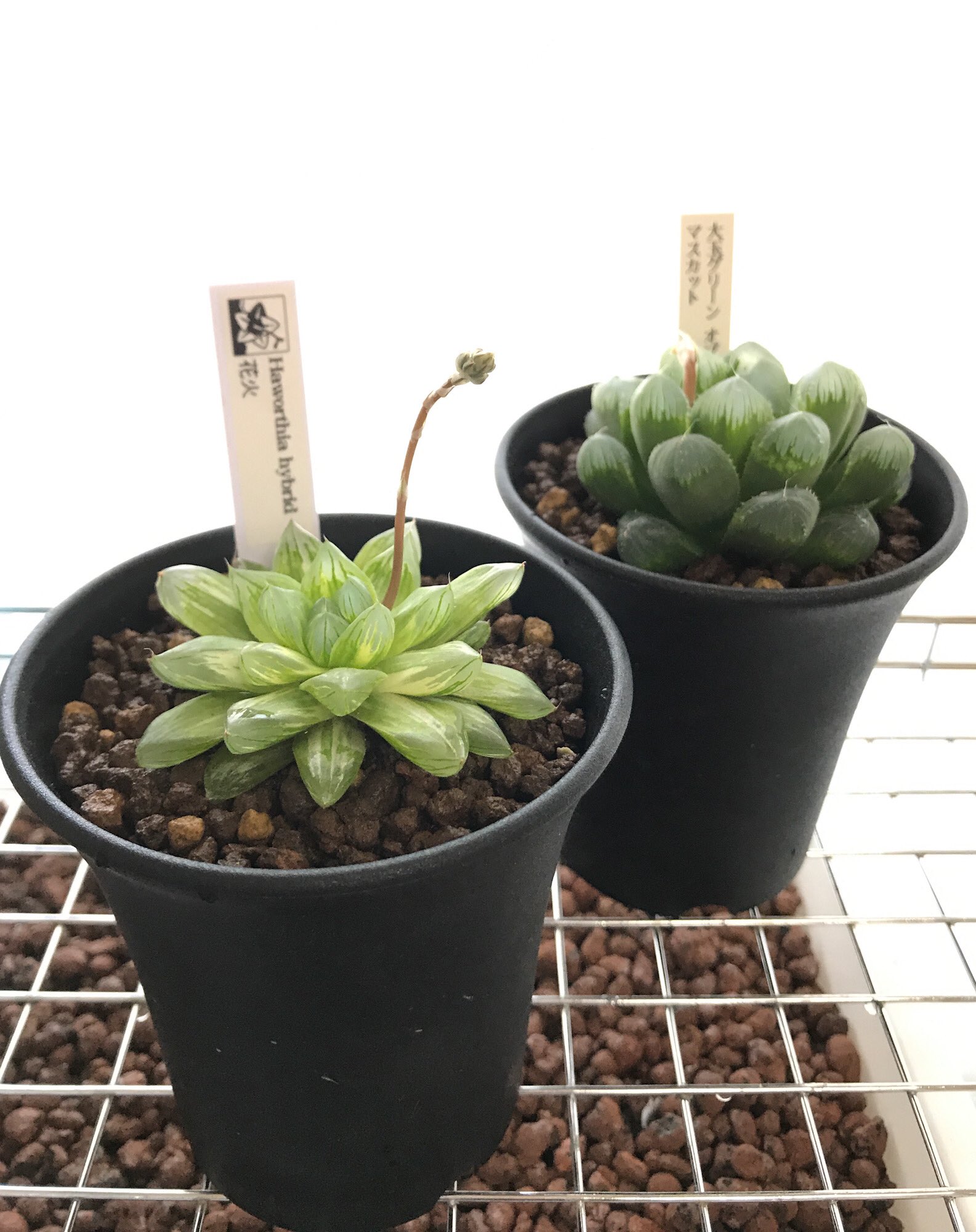 ぷらいす 週末は名古屋にいたので オールジャンル植物即売会こと 樹祭 に行ってまいりました 戦利品はハオルチア 二株 ぱんさ合同店さんで花火 会場となっている坪井健樹園さんの通常店舗で大玉グリーンオブツーサ マスカット 帰宅してさっそく植え