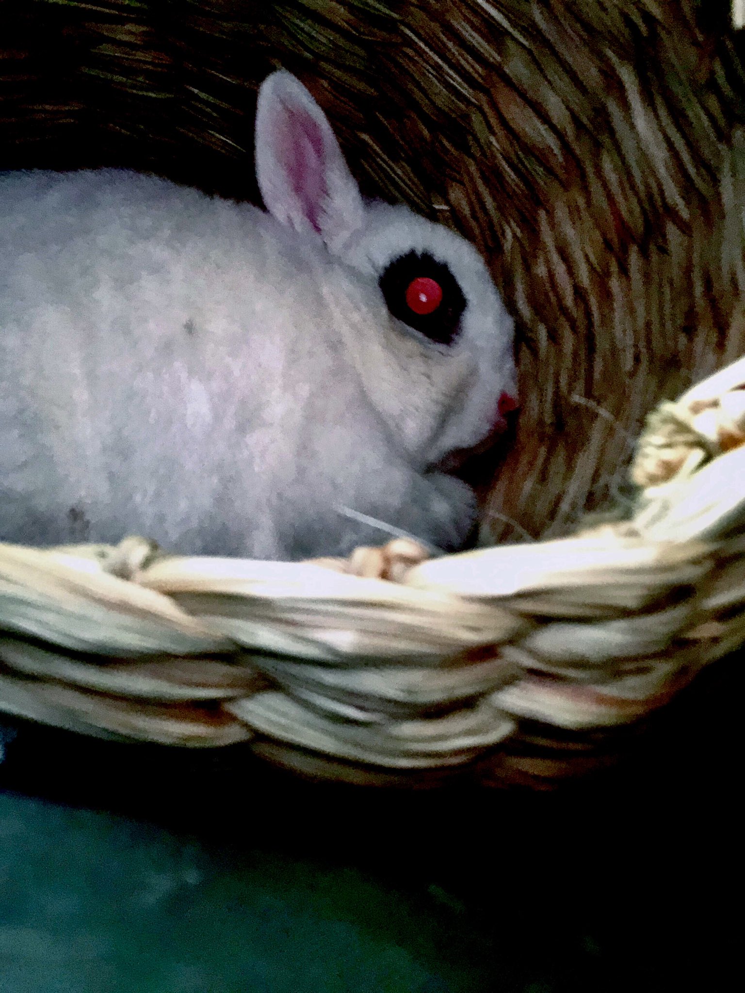 Rie Habu うさぎファース党 強制給餌と点滴を受けて来ました うさぎ の種類の中でもドワーフホトは神経質というか少し気難しい所がある子が多いので お腹の不調は危険信号らしく 少しの変化でも連れてきて欲しいから 早めに来たね よし と うさぎ