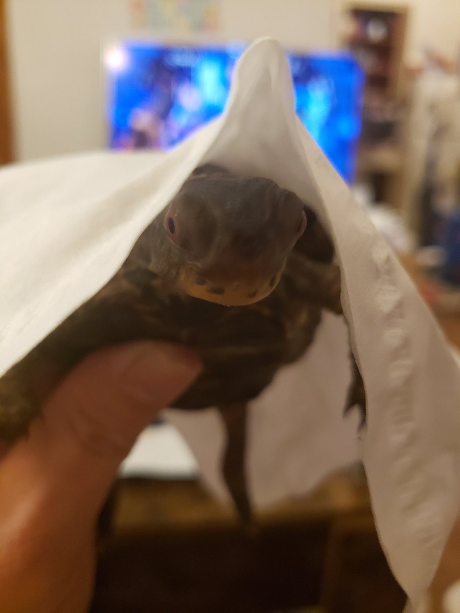 mrnudnik's tweet image. Do you have a moment to talk about getting your penis out while mom and dad are spending time with you? #MrBeans #Turtle