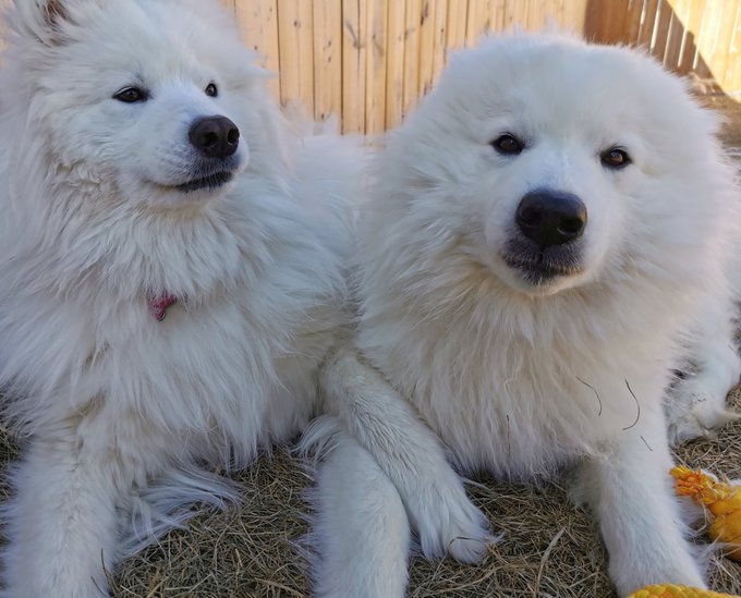 1 pic. The love and hate relationship of these 2 ? https://t.co/aVrNbt43CZ