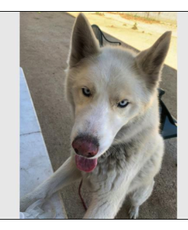 petharbor.com/pet.asp?uaid=L…
LOBO - ID#A1970825, neutered, 5 yrs. 59 pds, apartment sized, intake Mar 30th.
For more information about this animal, call:
Los Angeles Animal Services - North Central Shelter at (888) 452-7381