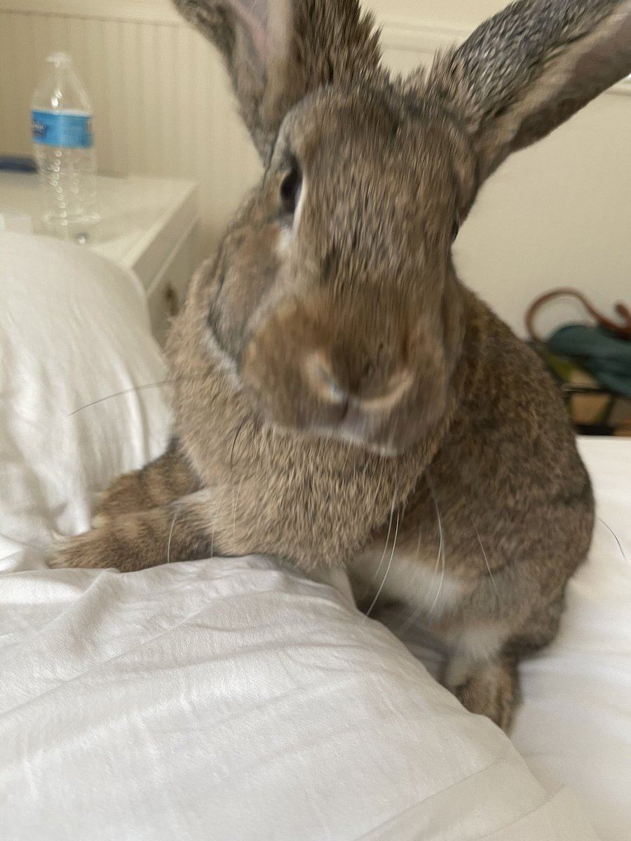 Chelsea Klukas tweet media