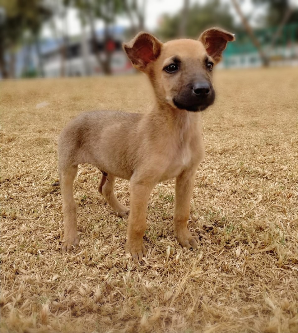 oportunican's tweet photo. RUSSELL🆘 Nuevo rescate. Este pequeñito tiene 2 meses, está desparasitado. Será talla mediana/grande. Buscamos padrinos de vacunas y/o adopción responsable. Una muestra más de abandono e indiferencia.Vamos a demostrarle que el amor existe.Nos ayudas a encontrar a su familia ideal https://t.co/YJnhpDfI0Y