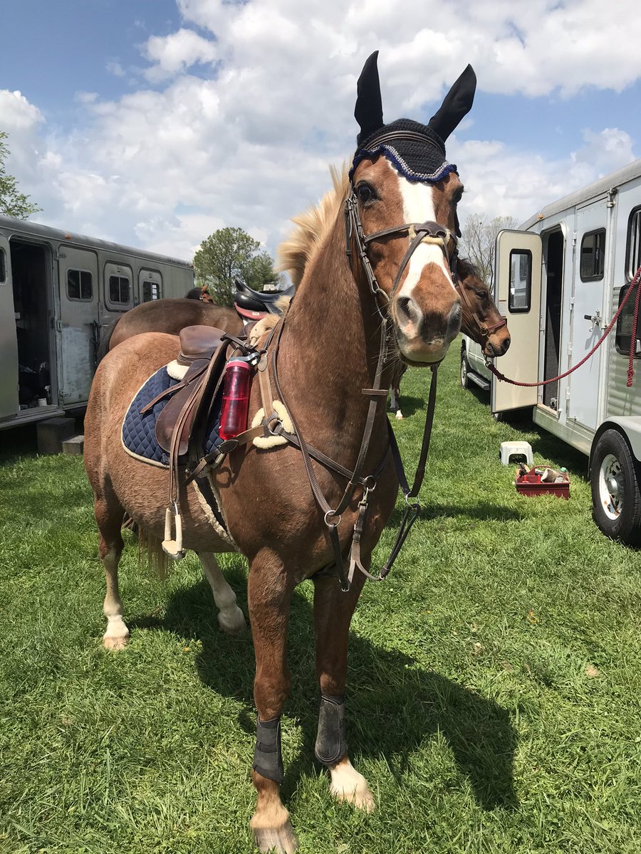 asbeventer2's tweet photo. Ηow is this the same horse 🤣 https://t.co/ewhDEEQS0W