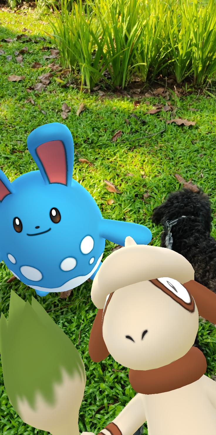 黒い犬ollieとシンガポール暮らしでポケモンgo Rintaro Twitter