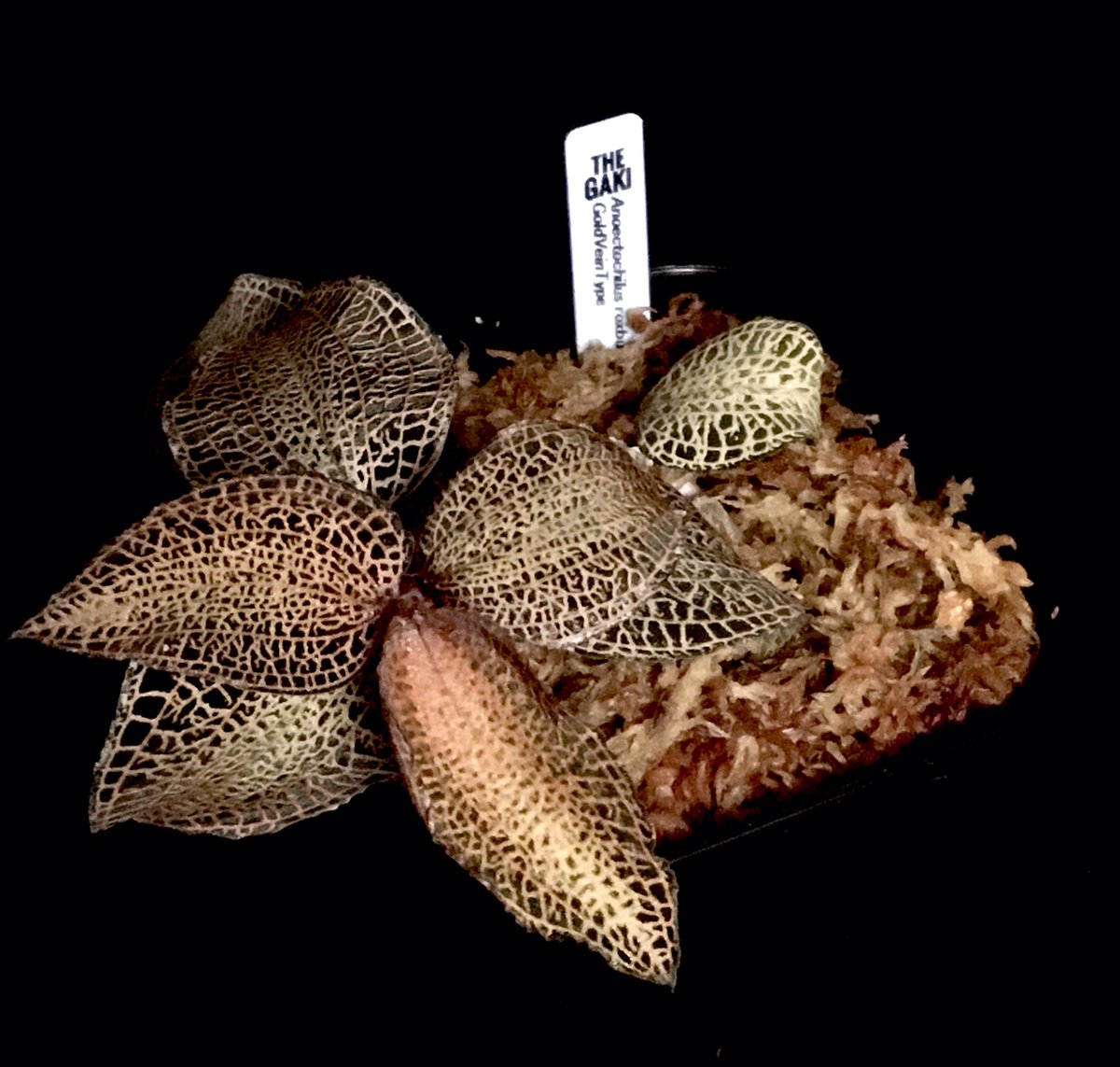 KxM_vortex_73's tweet photo. #Anoectchilus roxburghii
GoldVeinType
@TheGAKI_pf
初めて買ったジュエル
一度もカットせず育てた結果こうなりました🌱
途中、成長が止まったり
調子崩したりしましたが
しっかり成長してくれています。鉢の中で巻いて根っこも沢山出ているので新芽が出るたびに大きくなっています✨ https://t.co/hvP7VBGLqk