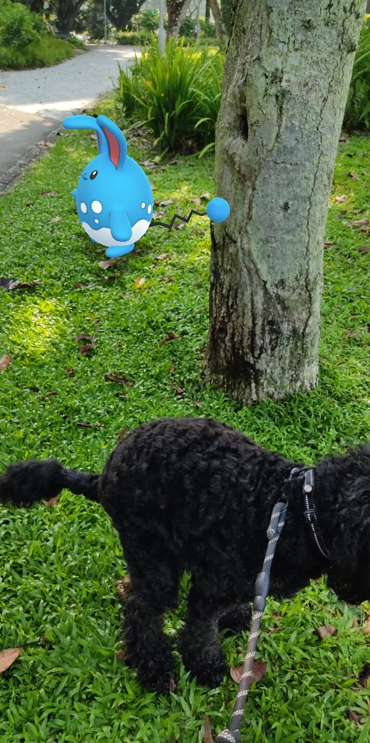黒い犬ollieとシンガポール暮らしでポケモンgo Rintaro Twitter