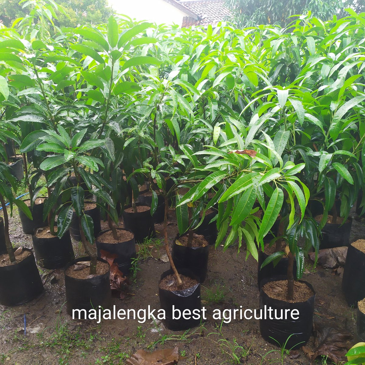 Hujan turun menyuburkan tanaman mangga