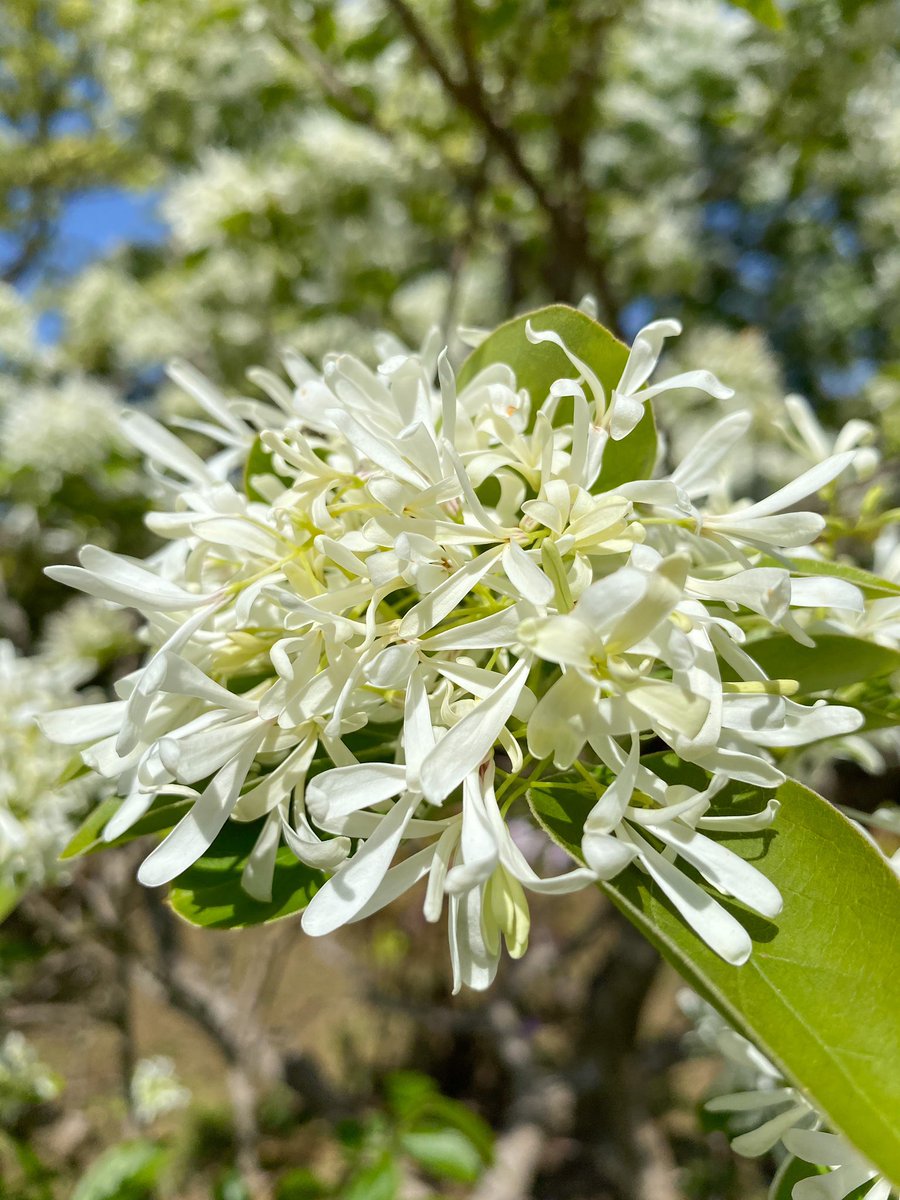 ヒトツバタゴ Twitter Search