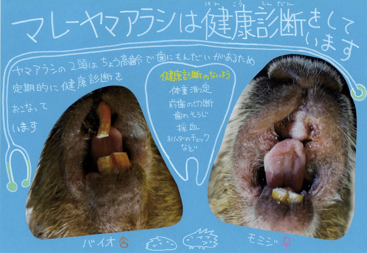 FukuyamaZoo's tweet photo. 伝えることも大切な仕事のひとつ。
「Respect the Animals!」は、ハワイのホノルルzooに掲示されているものを参考に。こんな素敵な掲示があることをファンの方に教えていただき、担当がアレンジを加えて✏️
伝えたいことが多すぎて、解説パネルや掲示物を作り続けています。
#福山市立動物園 #飼育の日 https://t.co/06hYH9oTfQ