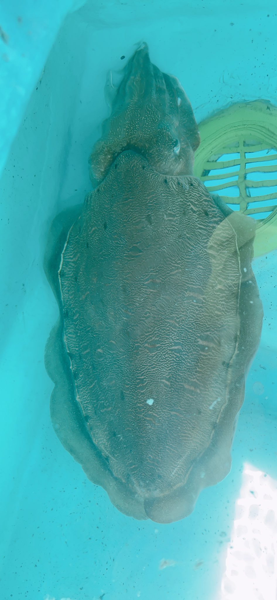 Riel デカモンゴ 釣り アジロボート 紋甲イカ T Co 1t1eyjeo4w Twitter