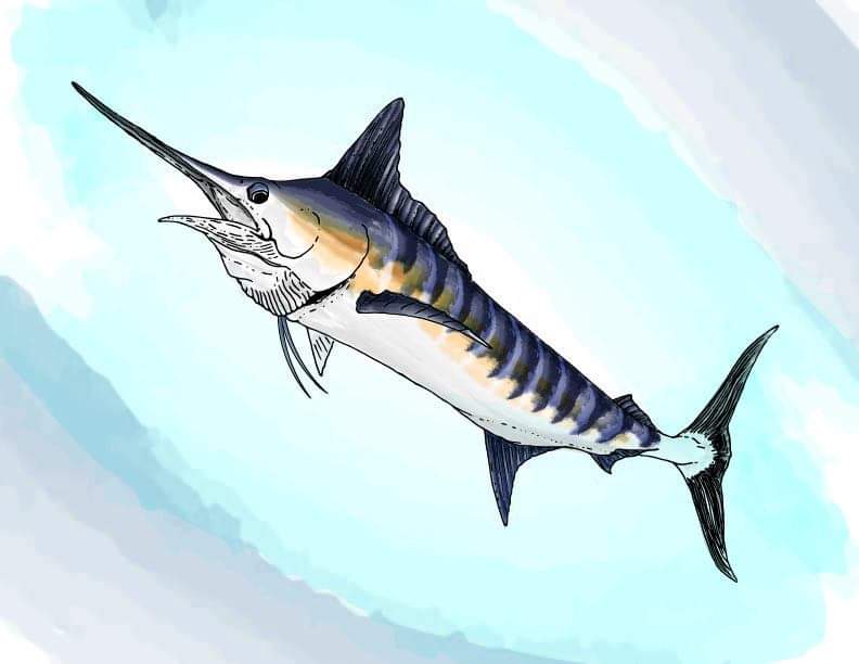 Working on this project with <a href="/billfishwio/">Billfish_Western Indian Ocean</a> has me really inspired! We must break the boundary between art and science and bring the best of both worlds to help create a better future!
.
.
#inspired #artandscience #scicomm #vancouver #science #pendrawing #ecology #ocean #futurefish