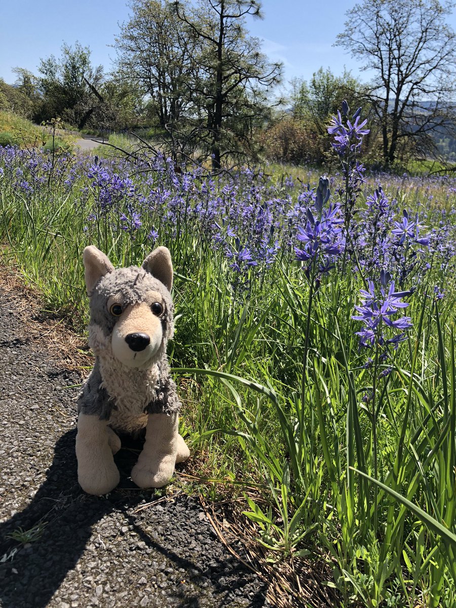 WhereIsJujuNow's tweet photo. Beautiful day at Katherine Creek #WhereIsJujuNow https://t.co/iDNzcRbwdm