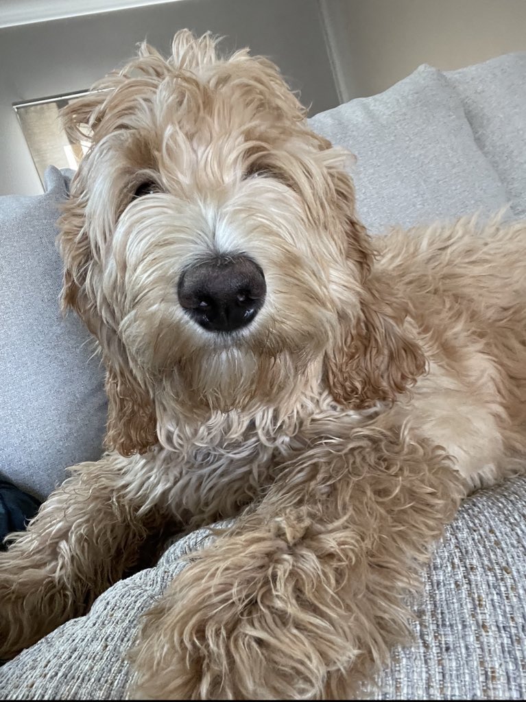 haleynhoffman's tweet photo. @BuschBeer At just 5 months old, Boston sure has been around a lot of Busch already🤣. Boston would make a great CEO. He loves doing tricks for treats and sure knows how to use his growing size to his advantage. Plus, his older brother, Jager, would love to be his manager! #BuschCTOcontest https://t.co/xM9fn4gMC1