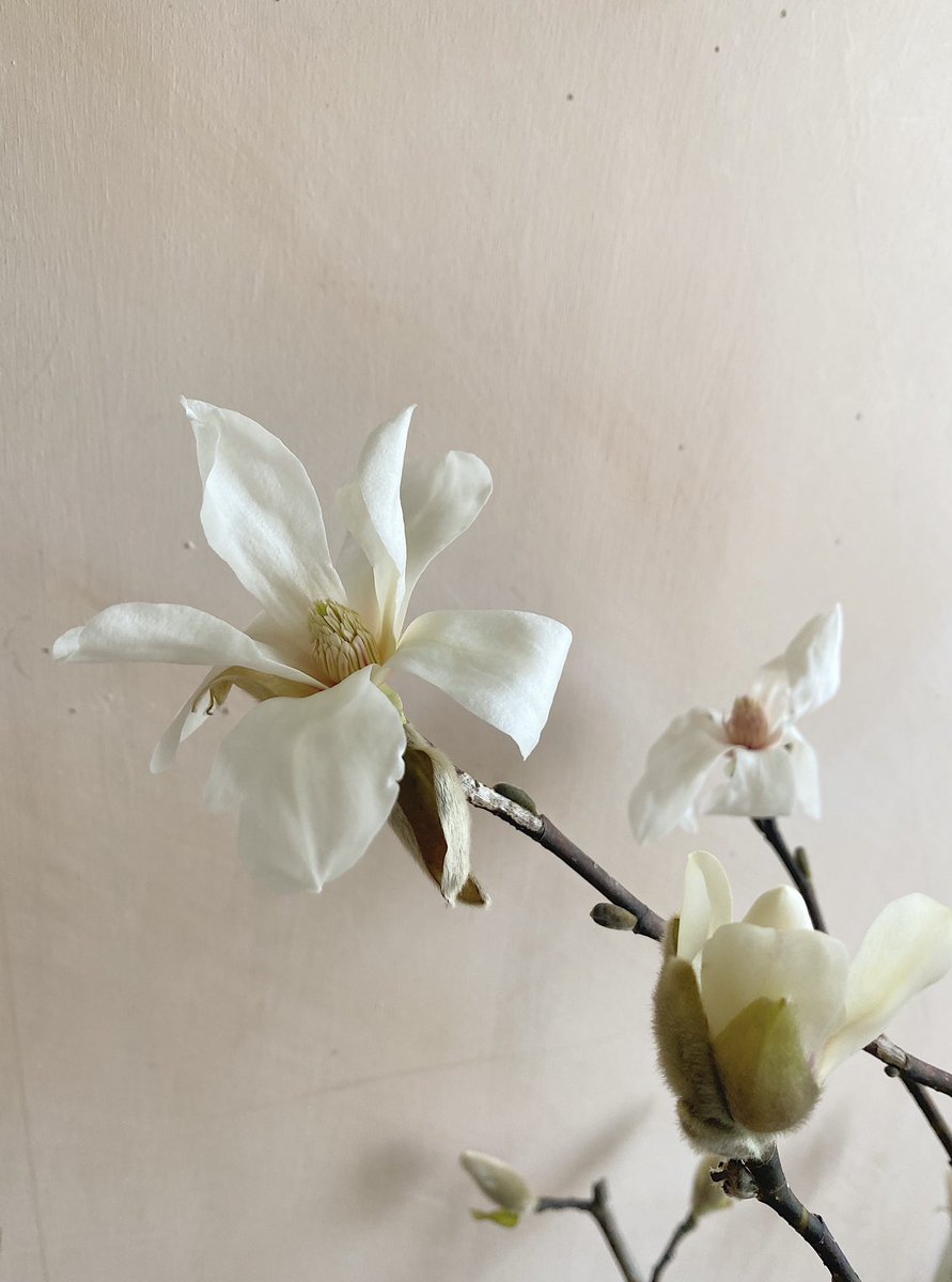 Rayne Rayne Studio96 Tvitter